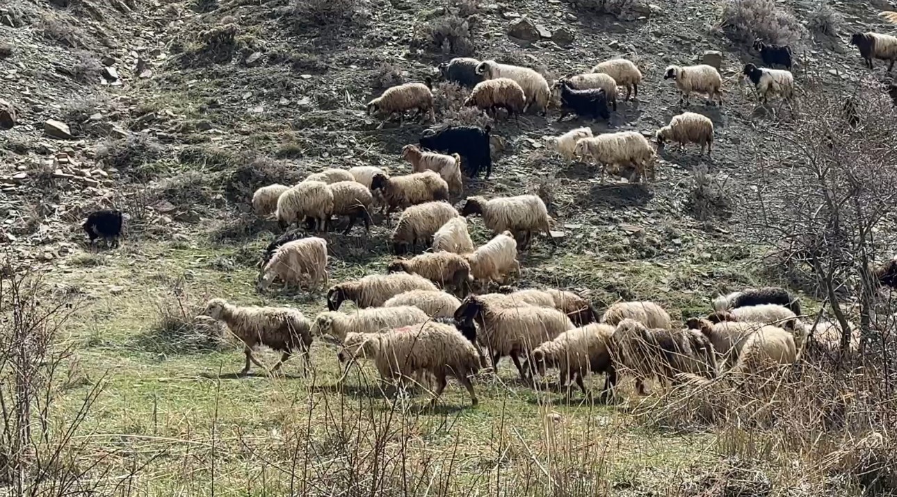 yuksekovada kucukbas hayvanlar meraya cikti 5 gtipIvyU