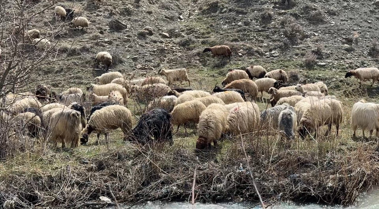 yuksekovada kucukbas hayvanlar meraya cikti 7 ZnGtElv1
