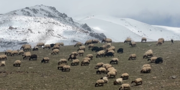 yuksekovada-kucukbas-hayvanlar-meraya-cikti-UwbEpBXW.jpg