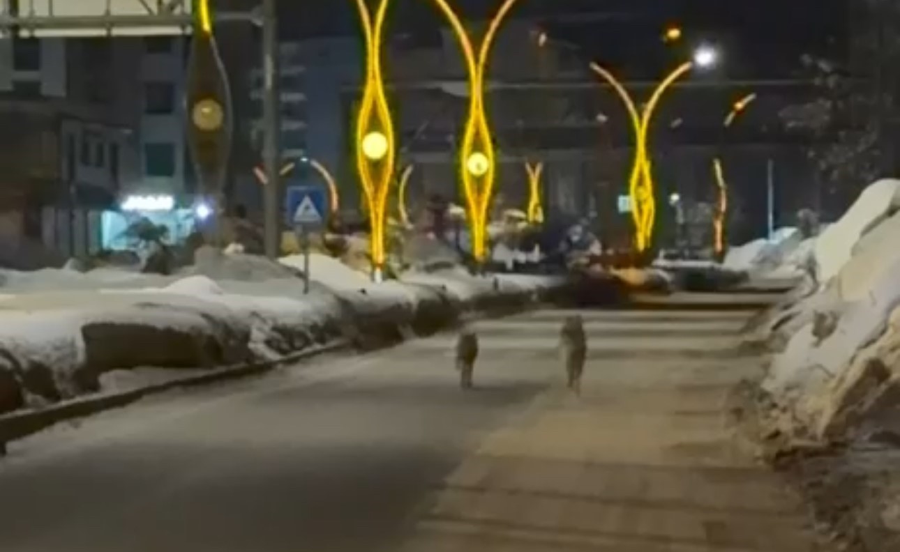 yuksekovada kurtlar sehir merkezine indi 3 lsreeNEV