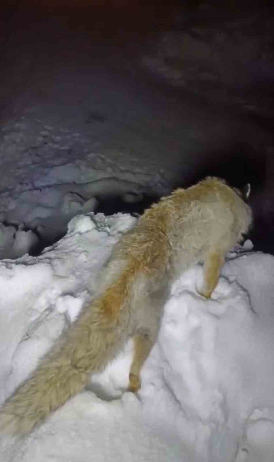 yuksekovada sibirya soguklari tilki ayakta dondu 1 PbRbMz8W