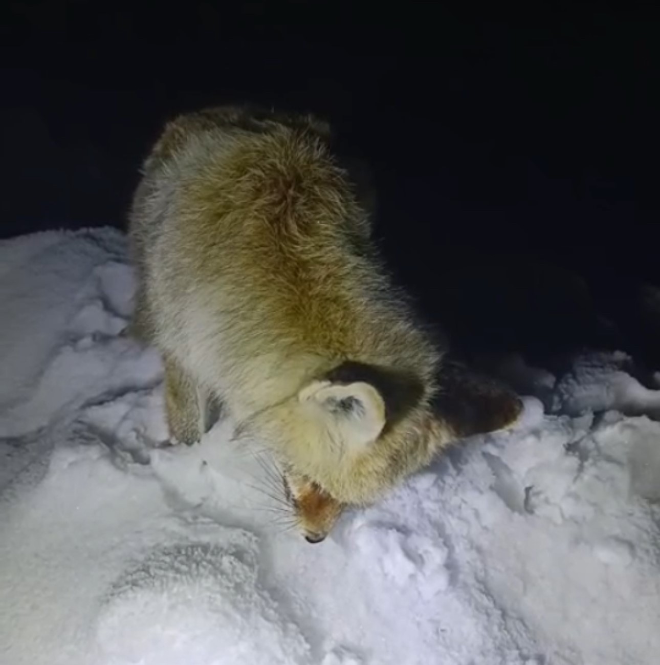 yuksekovada sibirya soguklari tilki ayakta dondu 2 3Ze4a9eA