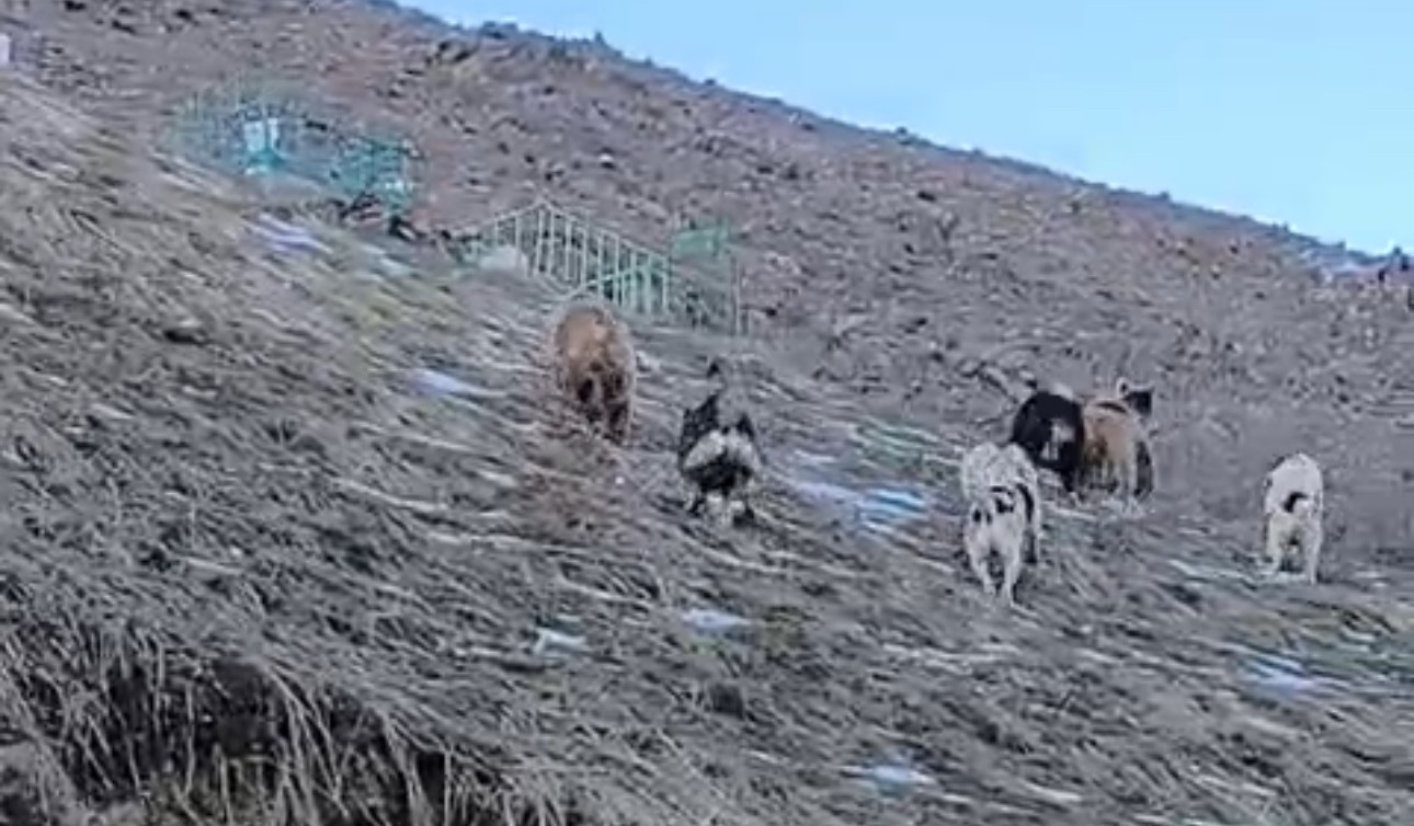 Yüksekova’da yerleşim yerine inen ayıları çoban köpekleri uzaklaştırdı 4 yuksekovada yerlesim yerine inen ayilari coban kopekleri uzaklastirdi 0 RDZifkEn