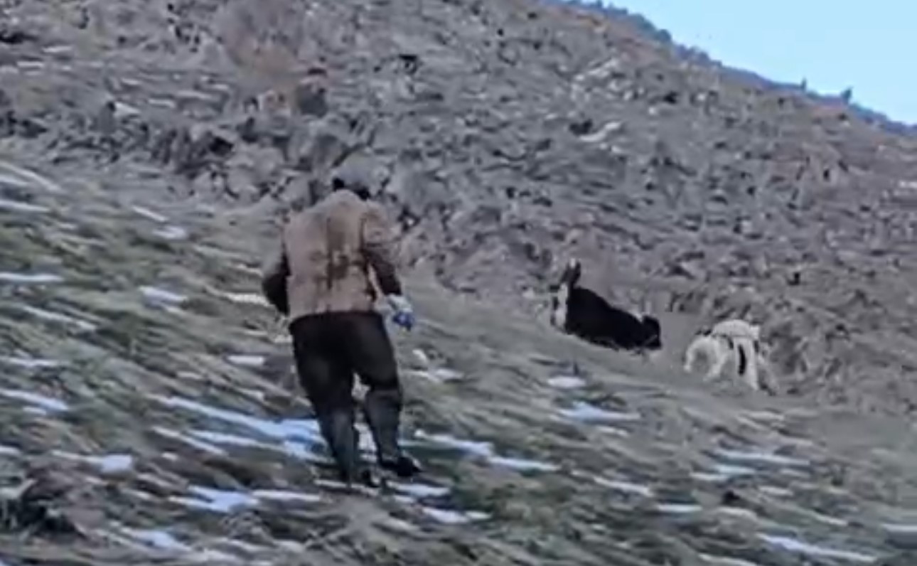 Yüksekova’da yerleşim yerine inen ayıları çoban köpekleri uzaklaştırdı 5 yuksekovada yerlesim yerine inen ayilari coban kopekleri uzaklastirdi 1 6MiG6z7l