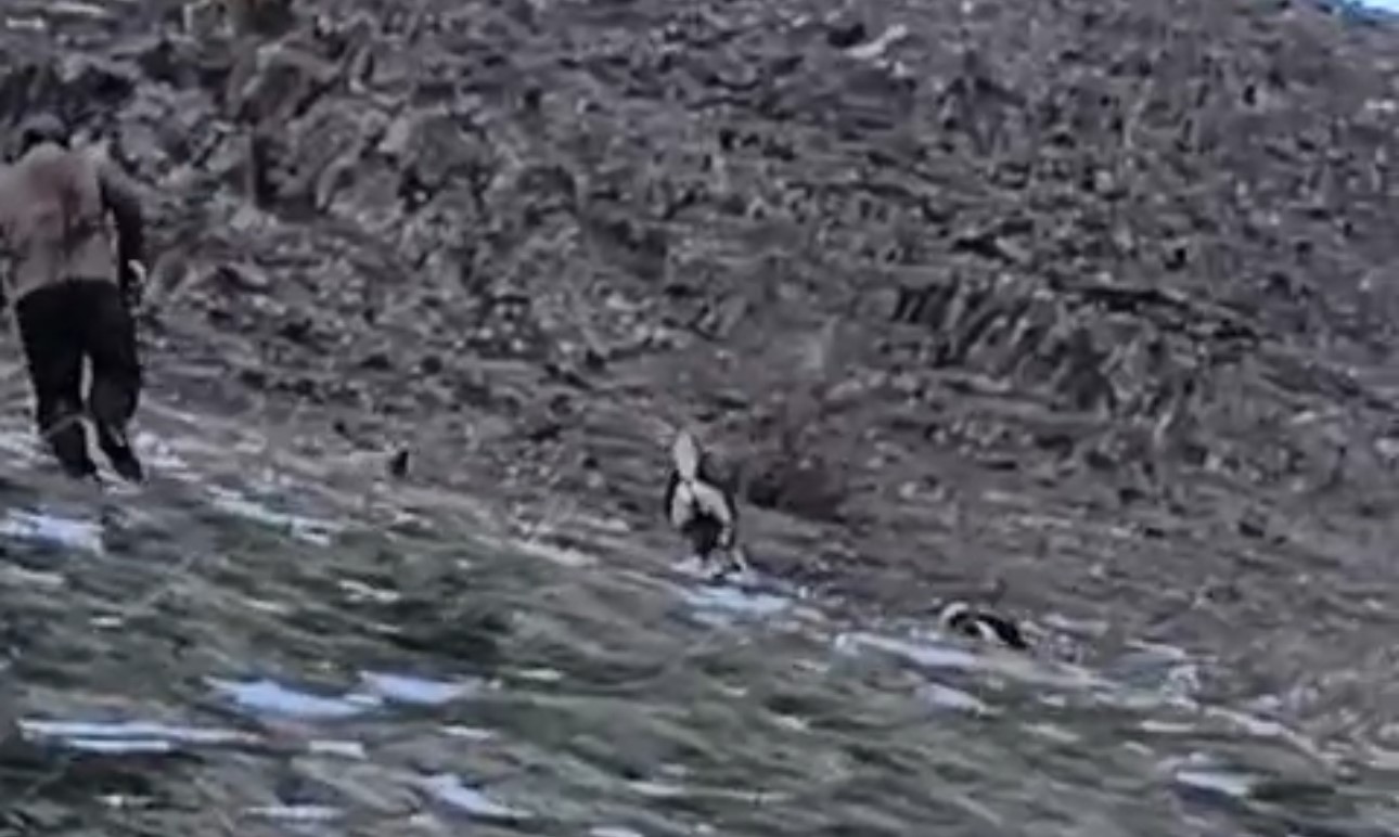 Yüksekova’da yerleşim yerine inen ayıları çoban köpekleri uzaklaştırdı 6 yuksekovada yerlesim yerine inen ayilari coban kopekleri uzaklastirdi 2 ANSk1QR3