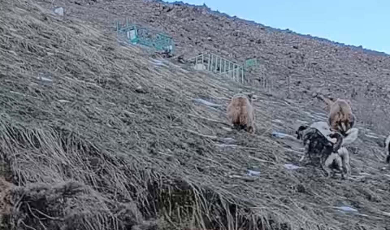 Yüksekova’da yerleşim yerine inen ayıları çoban köpekleri uzaklaştırdı 7 yuksekovada yerlesim yerine inen ayilari coban kopekleri uzaklastirdi 3 AHiuHJT1