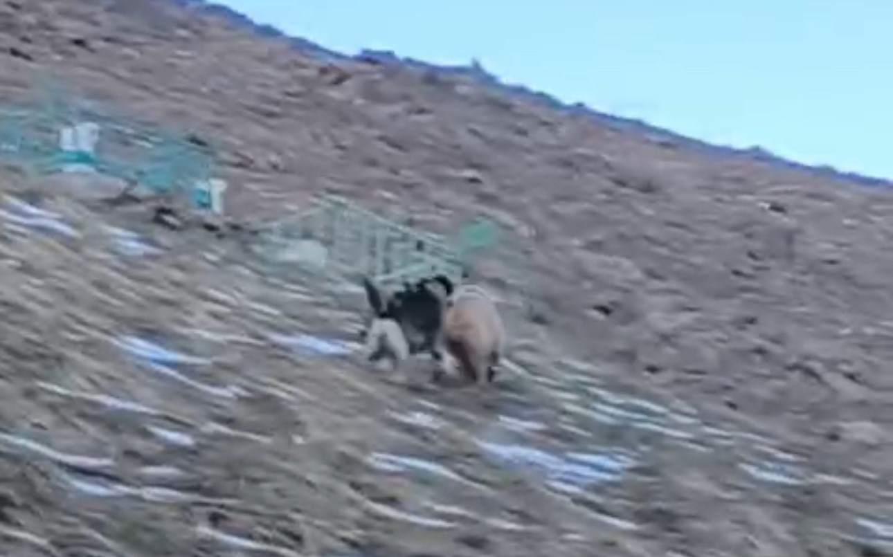 Yüksekova’da yerleşim yerine inen ayıları çoban köpekleri uzaklaştırdı 8 yuksekovada yerlesim yerine inen ayilari coban kopekleri uzaklastirdi 4 iw5rbIrO