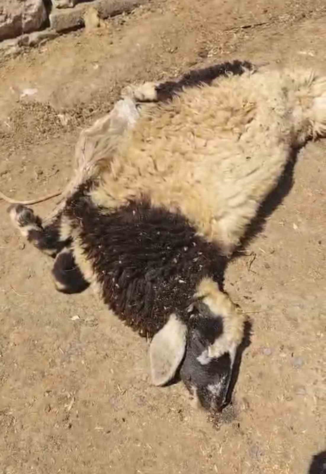 Yüksekova’da yılan kabusu: Evin çatısındaki kuş deliklerine kadar giriyorlar 8 yuksekovada yilan kabusu evin catisindaki kus deliklerine kadar giriyorlar 4