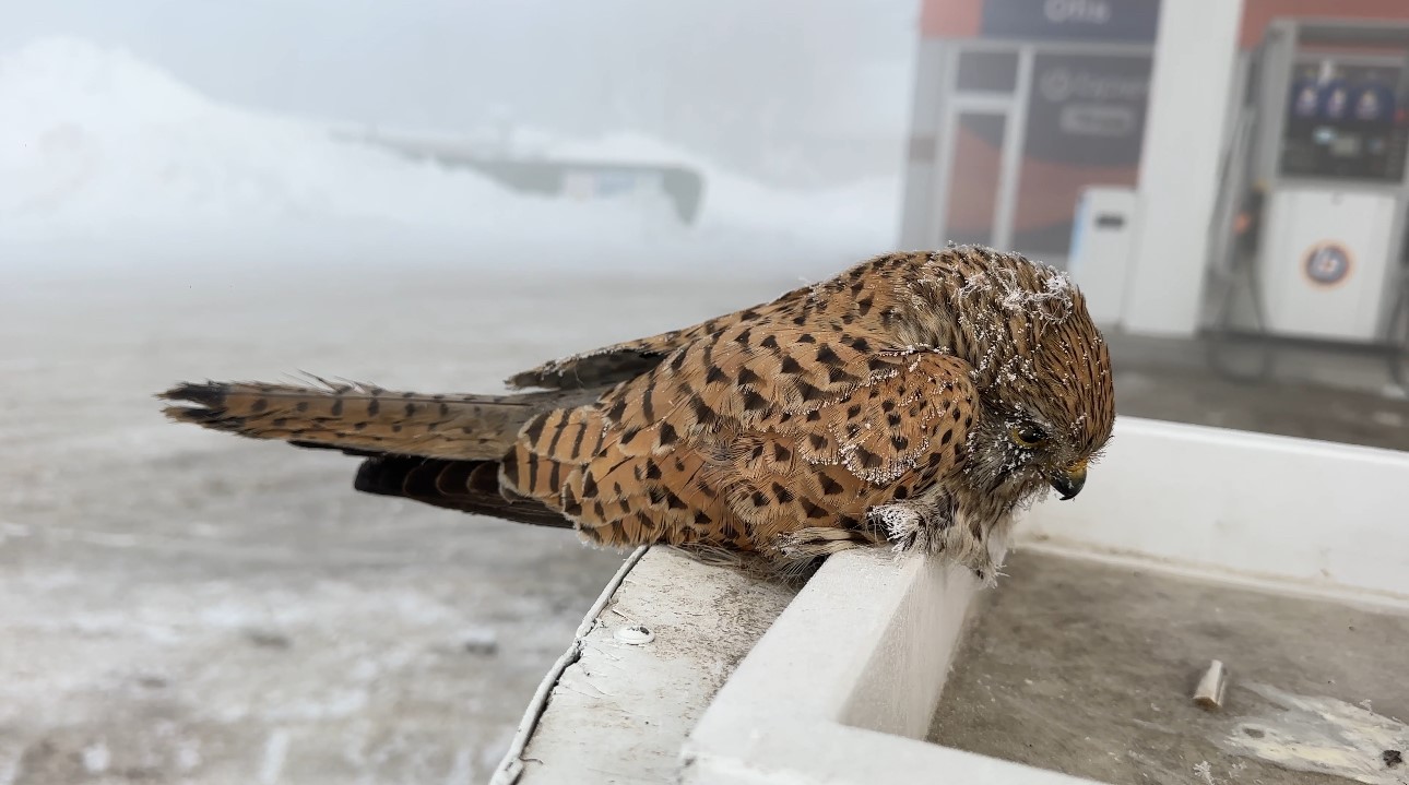 yuksekovada yurek burkan manzara kondugu yerde dondu 3 aeW9nJWN