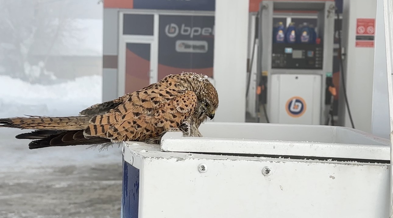 yuksekovada yurek burkan manzara kondugu yerde dondu 4