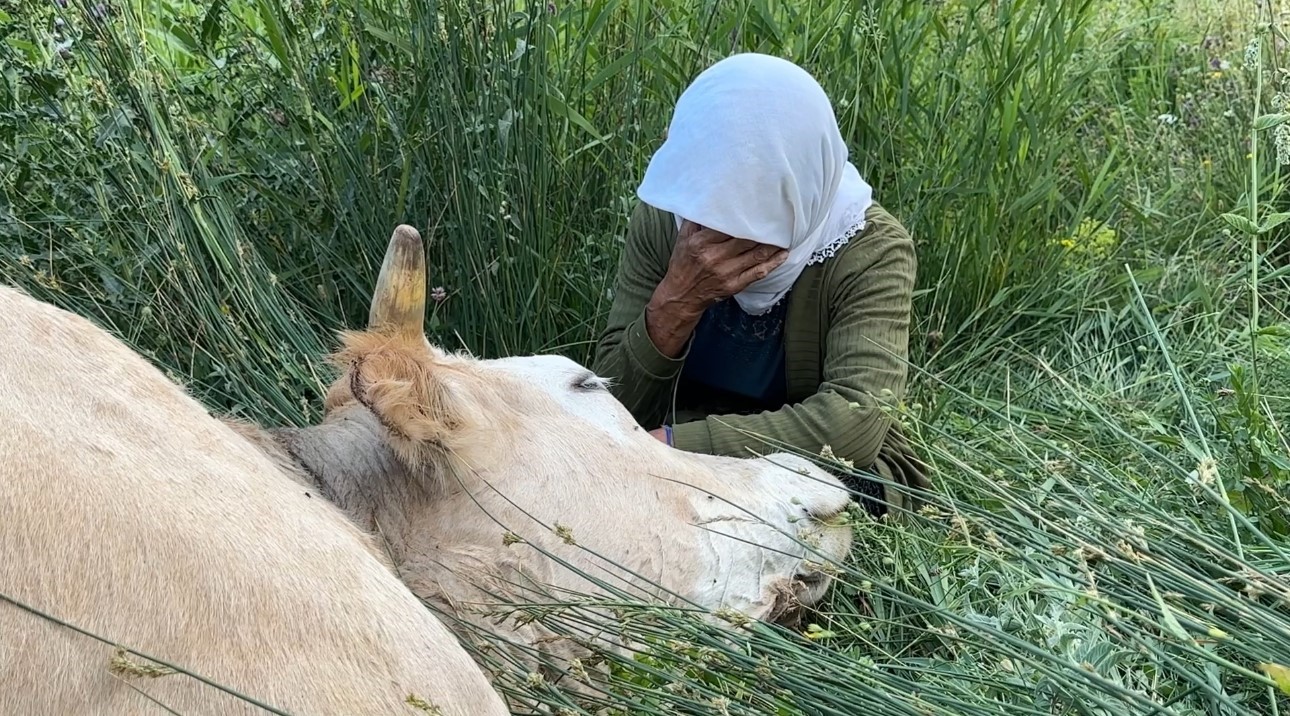 Yüksekova’da yürek yakan görüntü: Uçurumdan düşerek telef olan ineğine sarılıp saatlerce ağladı 9 yuksekovada yurek yakan goruntu ucurumdan duserek telef olan inegine sarilip saatlerce agladi 5 VFMWp4lf