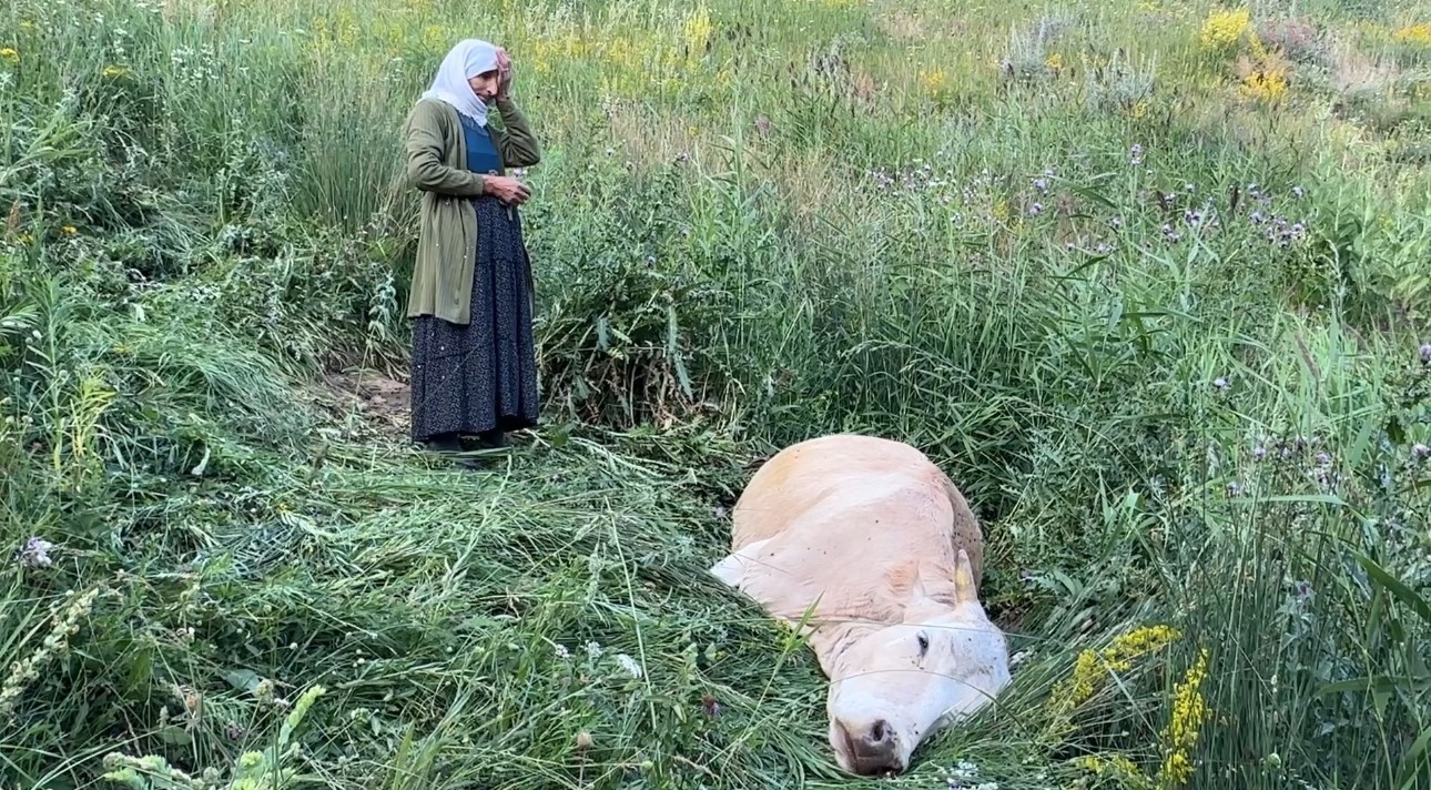 Yüksekova’da yürek yakan görüntü: Uçurumdan düşerek telef olan ineğine sarılıp saatlerce ağladı 11 yuksekovada yurek yakan goruntu ucurumdan duserek telef olan inegine sarilip saatlerce agladi 7 ULmUZfub