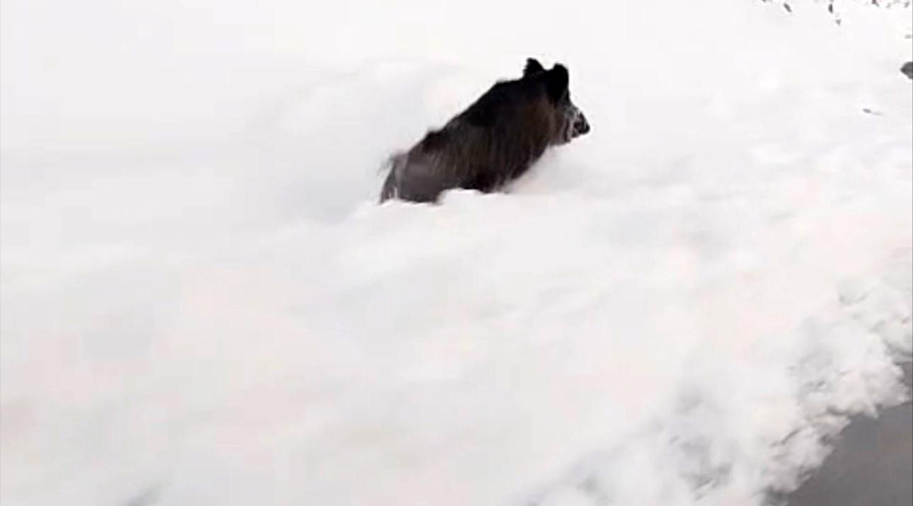 yuksekovanin farkli noktalarinda domuz suruleri goruntulendi 3