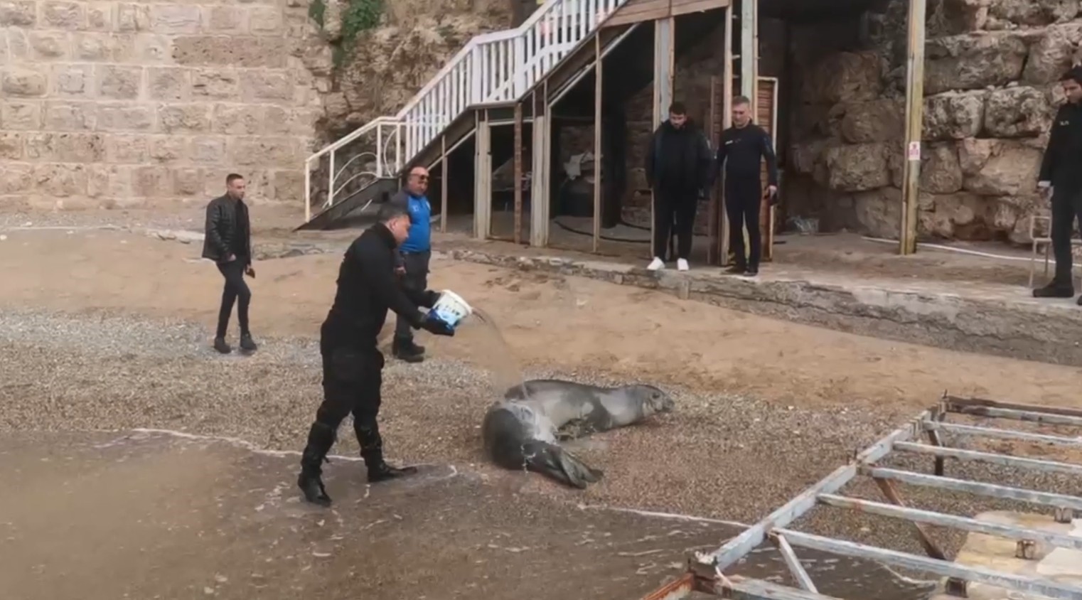 yunanistandan kacip antalyada sahilde hareketsiz bulunan akdeniz foku denize salindi 1