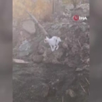 yurek-burkan-manzara-anne-kedi-yanginda-telef-olan-yavrularini-aradi-D1xCR6Pm.jpg