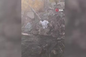 Kars’ta ‘Beyaz Zerafet’ 1 thumbnail