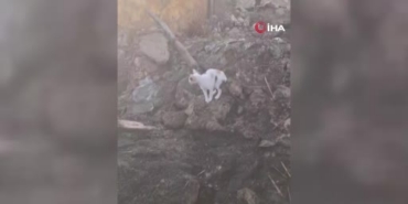 yurek-burkan-manzara-anne-kedi-yanginda-telef-olan-yavrularini-aradi-D1xCR6Pm.jpg