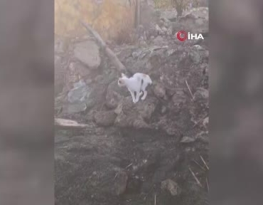 yurek-burkan-manzara-anne-kedi-yanginda-telef-olan-yavrularini-aradi-D1xCR6Pm.jpg