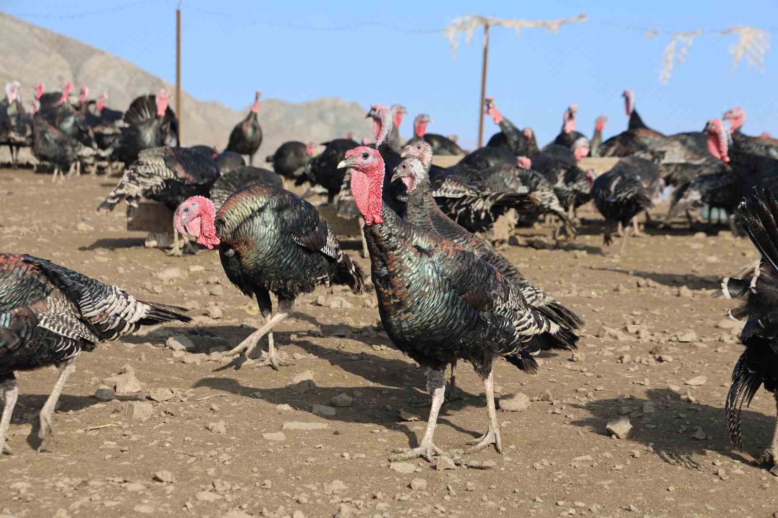 yurtdisindan donup memleketine ciftlik kurdu 1 z75cAnWb
