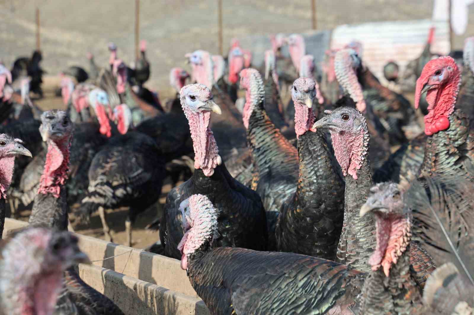 yurtdisindan donup memleketine ciftlik kurdu 2 MZuu7rIM