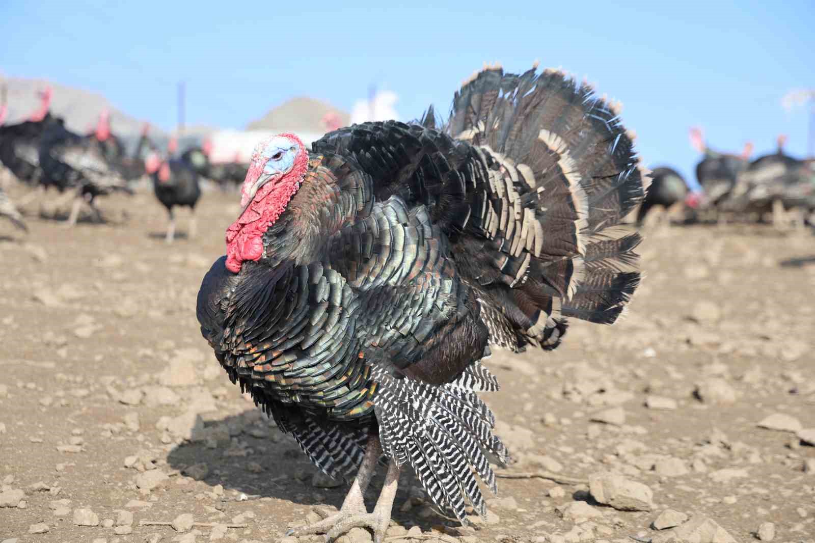 yurtdisindan donup memleketine ciftlik kurdu 3 DDlZw76s