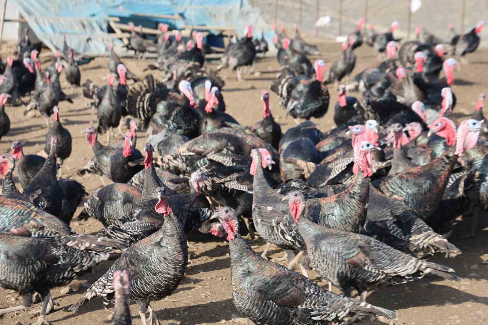 yurtdisindan donup memleketine ciftlik kurdu 4 6N7ccXtz