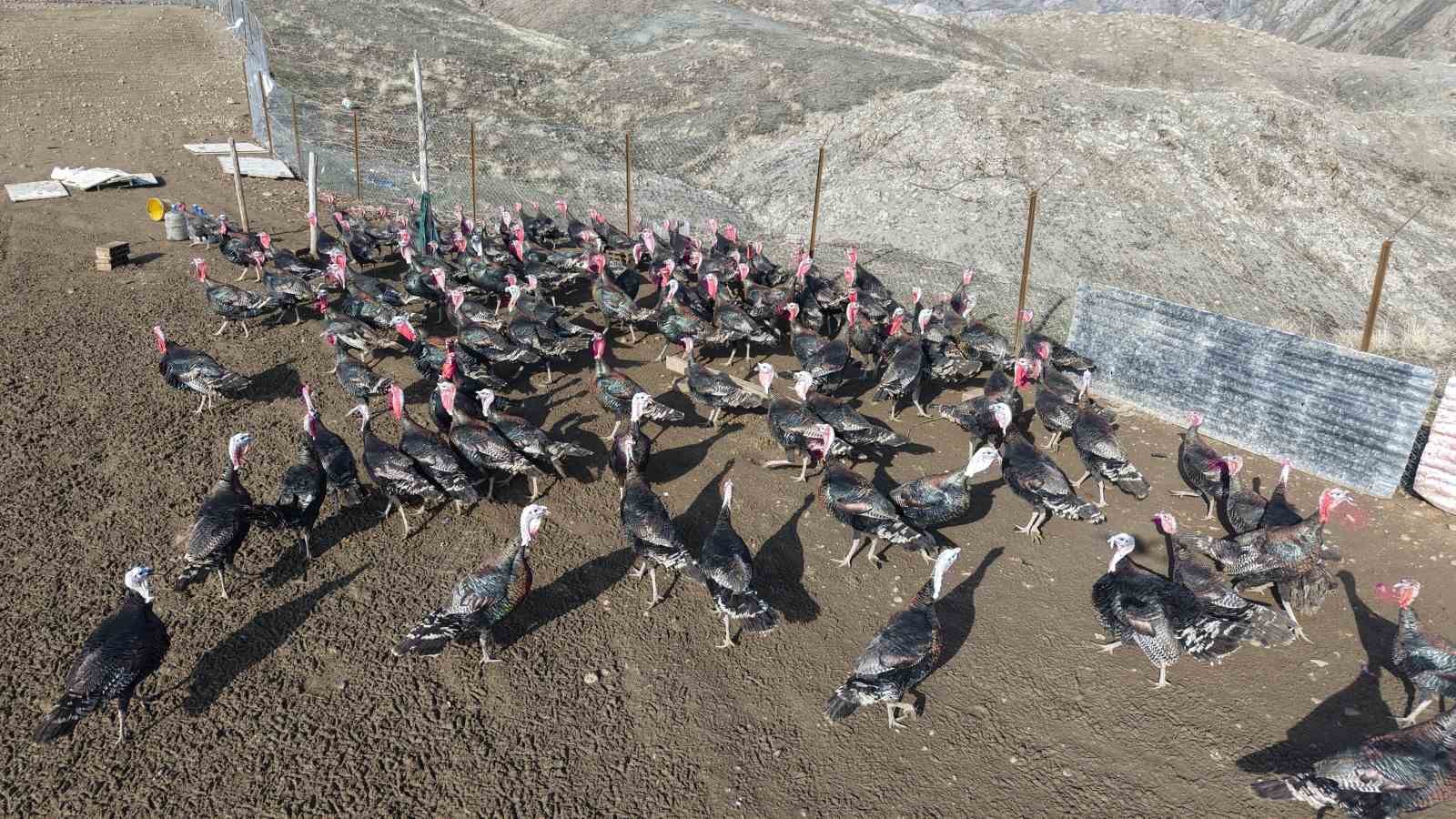yurtdisindan donup memleketine ciftlik kurdu 5 OFD3NqkG