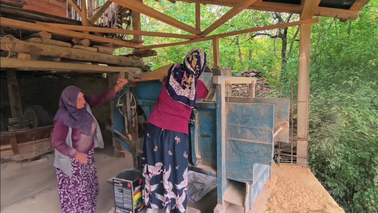 yusufelinde pirinc hasadi basladi daglarin arasinda bereketli topraklar 5 FgHF6rit