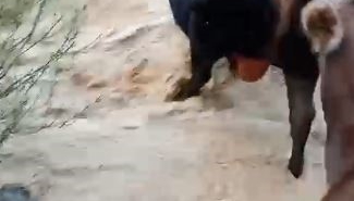 yusufelinde-tasan-dereden-gecen-buyukbas-hayvanlar-kamerada-sES3aJiV.jpg