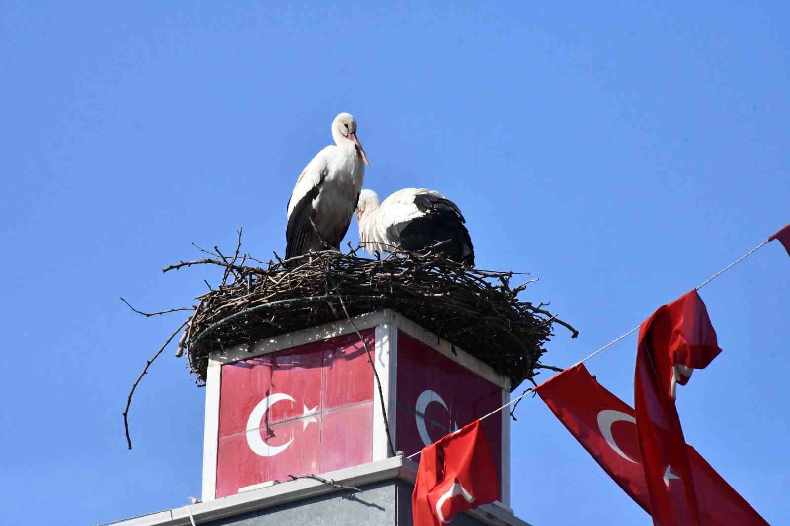 yuva yapacak alan bulamayan leylekler yeniden iznikte 1 kgnvYUIh