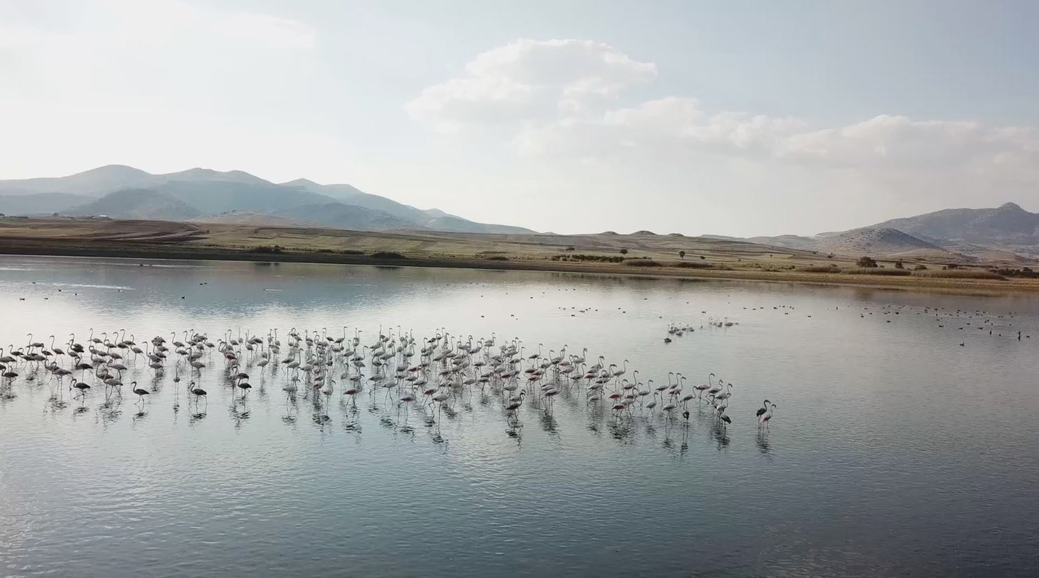yuzlerce kus turune ev sahipligi yaparken kurakliga yenik dustu 1