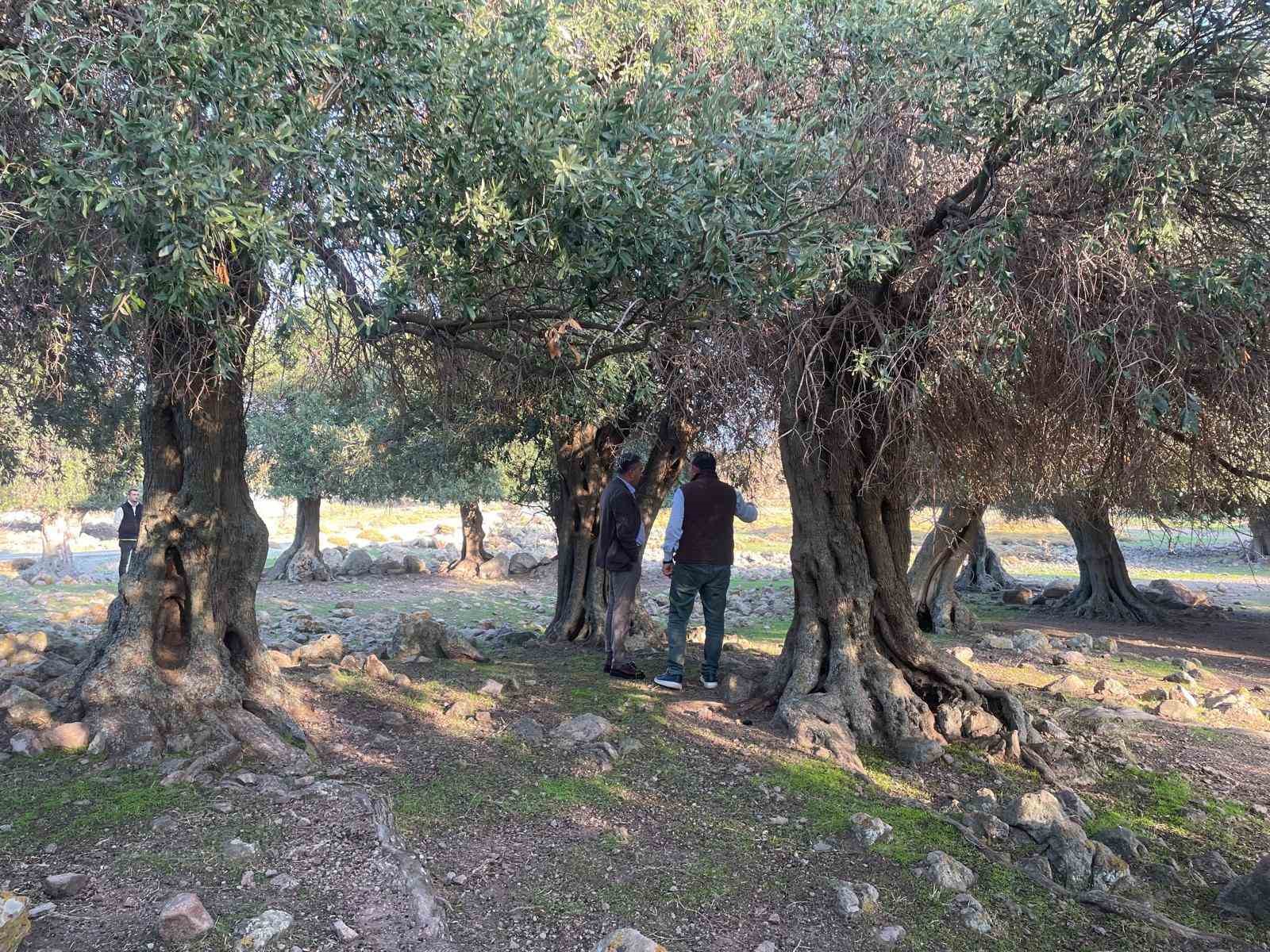 yuzlerce yildir ispanya ve italyadan sonra sadece gokceadada yetisiyor 0 4ADUUlwK