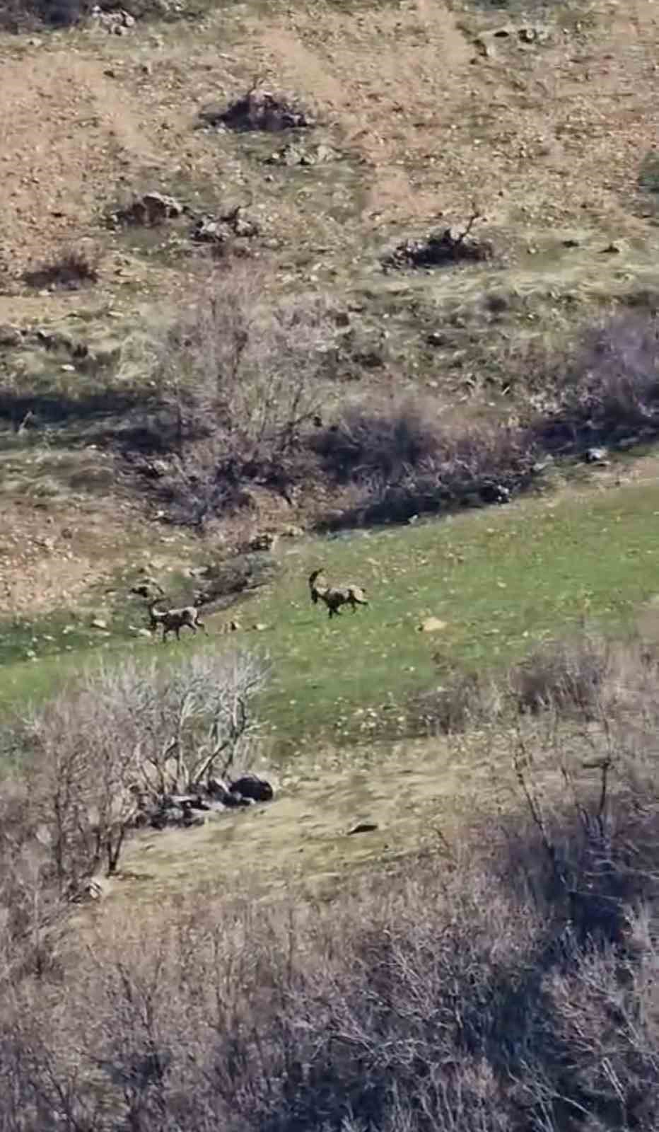 zarar vermenin cezasi 940 bin lira diyarbakirda suru halinde goruntulendi 2 YvfU9Ir8
