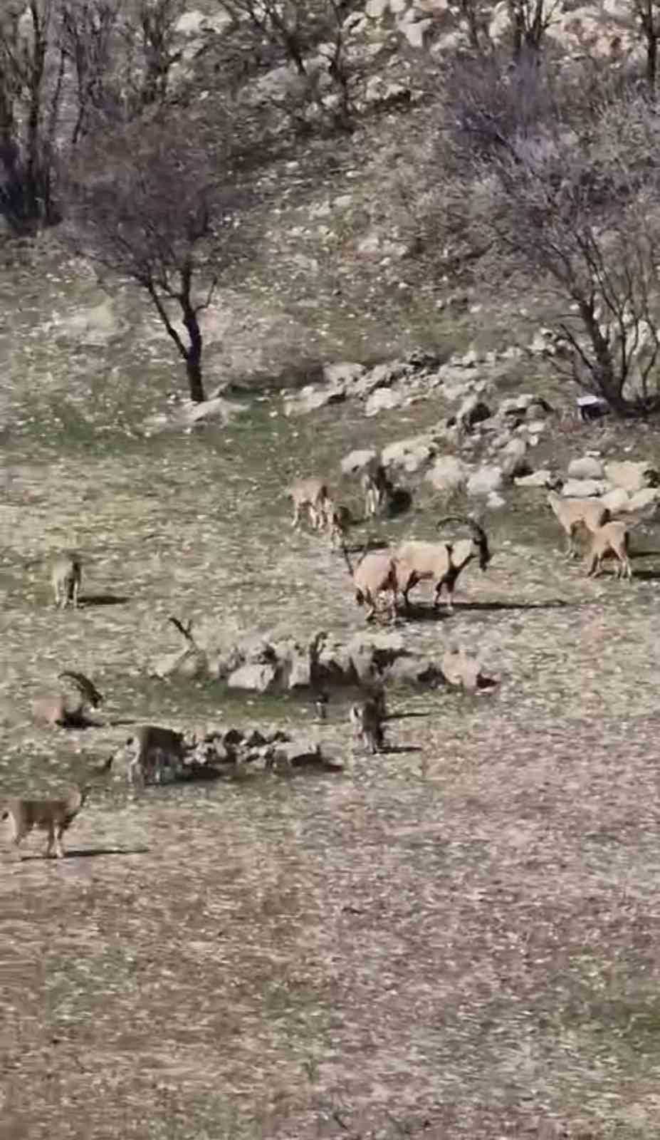 zarar vermenin cezasi 940 bin lira diyarbakirda suru halinde goruntulendi 3 eRZqlmRI