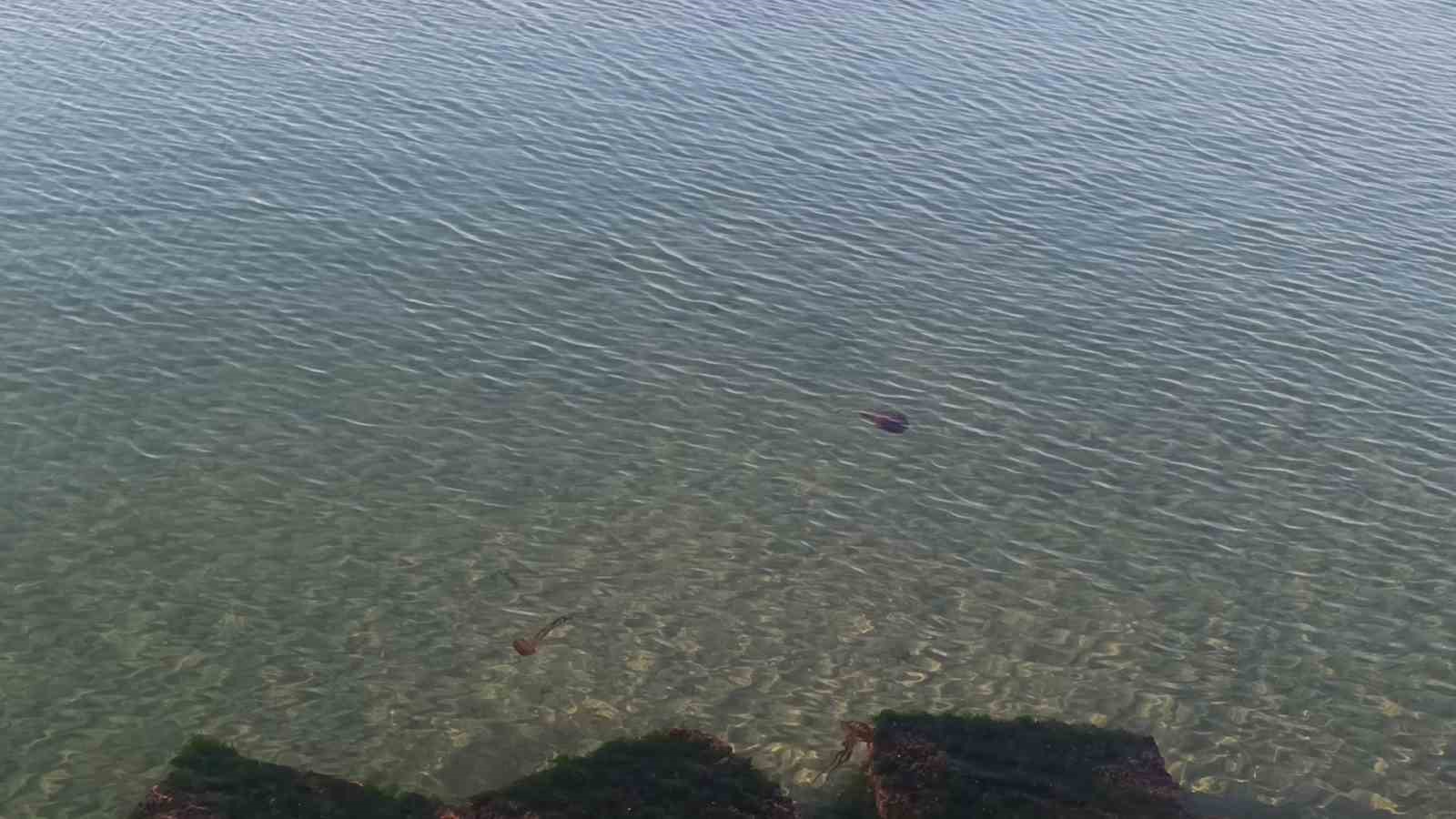 zehirli pusula deniz analari tekirdag sahilinde goruldu 0 wsGbNdZt