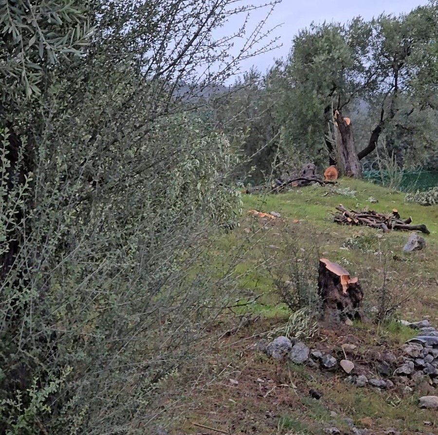 zeytin agaclarini kesen ve gorevinden istifa eden chpli baskana 36 bin 762 lira para 7dQji97J