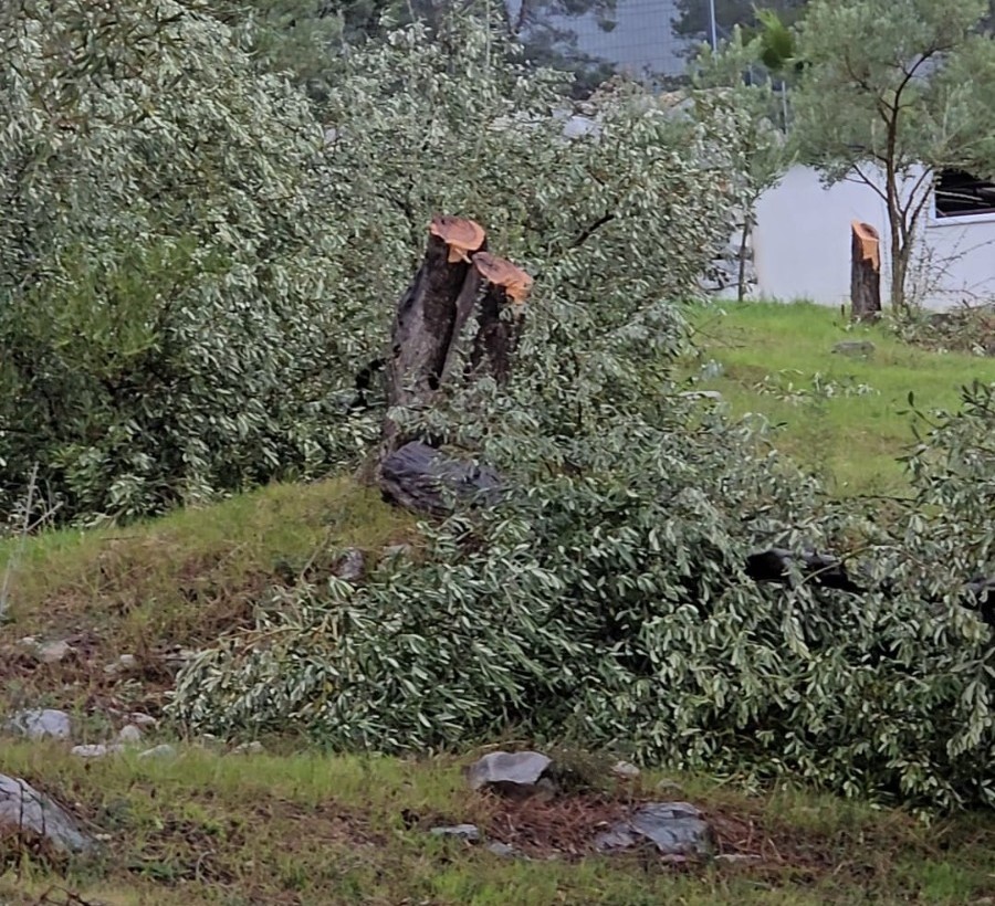 zeytin agaclarini kesen ve gorevinden istifa eden chpli baskana 36 bin 762 lira para RXQLGqrG