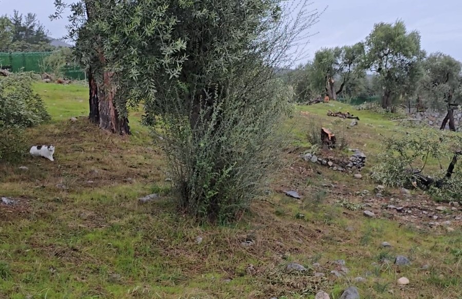 zeytin agaclarini kesen ve gorevinden istifa eden chpli baskana 36 bin 762 lira para YDKauCbK