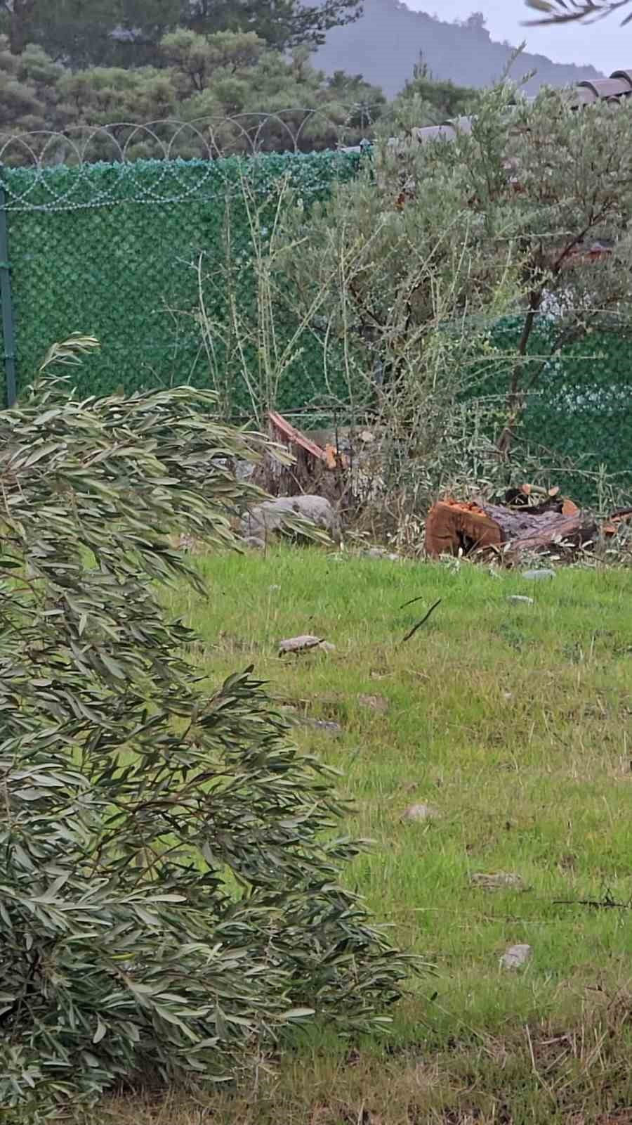 zeytin agaclarini kesen ve gorevinden istifa eden chpli baskana 36 bin 762 lira para hkuHci74