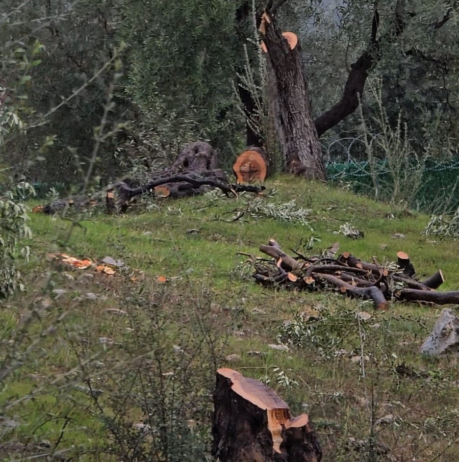 zeytin agaclarini kesen ve gorevinden istifa eden chpli baskana 36 bin 762 lira para uqtWlKcU