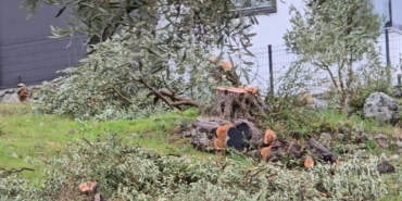 zeytin-agaclarini-kesen-ve-gorevinden-istifa-eden-chpli-baskana-36-bin-762-lira-para-zlbS6uT4.jpg