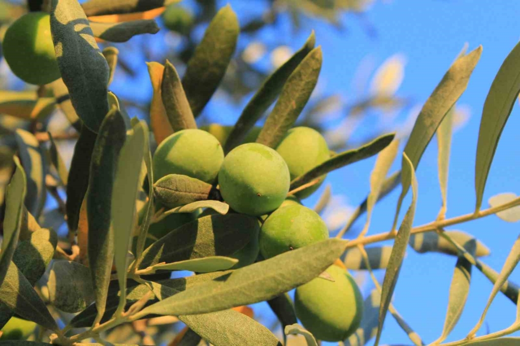 featured