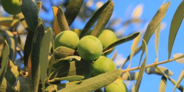 zeytin-alirken-nelere-dikkat-etmeli-oleolog-kivrak-acikladi-eL6qBy4k.jpg