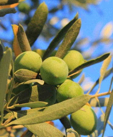 zeytin-alirken-nelere-dikkat-etmeli-oleolog-kivrak-acikladi-eL6qBy4k.jpg