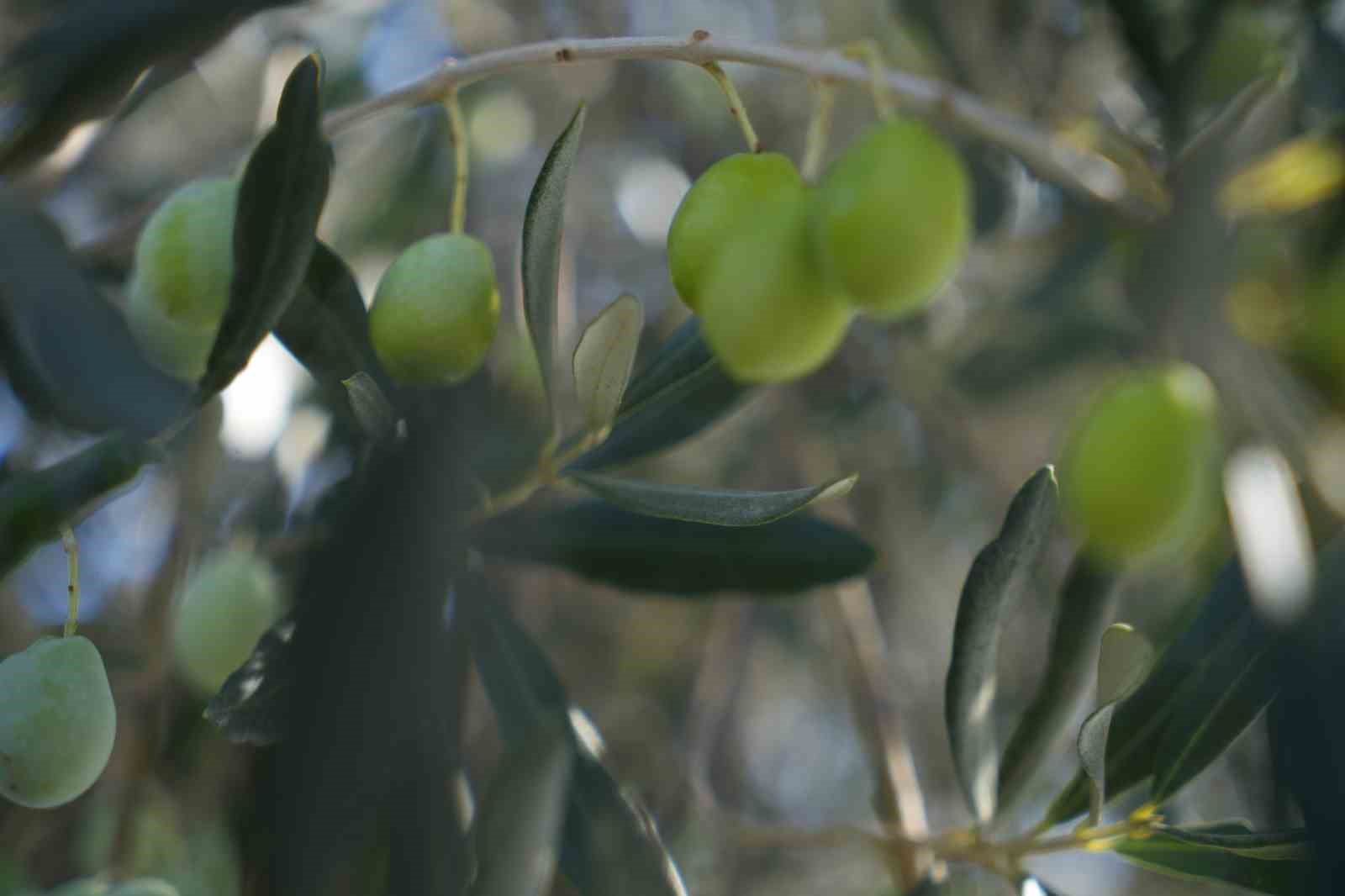 zeytin halkali leke hastaligina karsi ureticilere uyari 0 LN6qW3yb