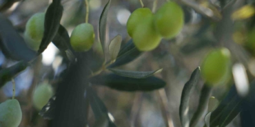 zeytin-halkali-leke-hastaligina-karsi-ureticilere-uyari-7RiVtNgc.jpg
