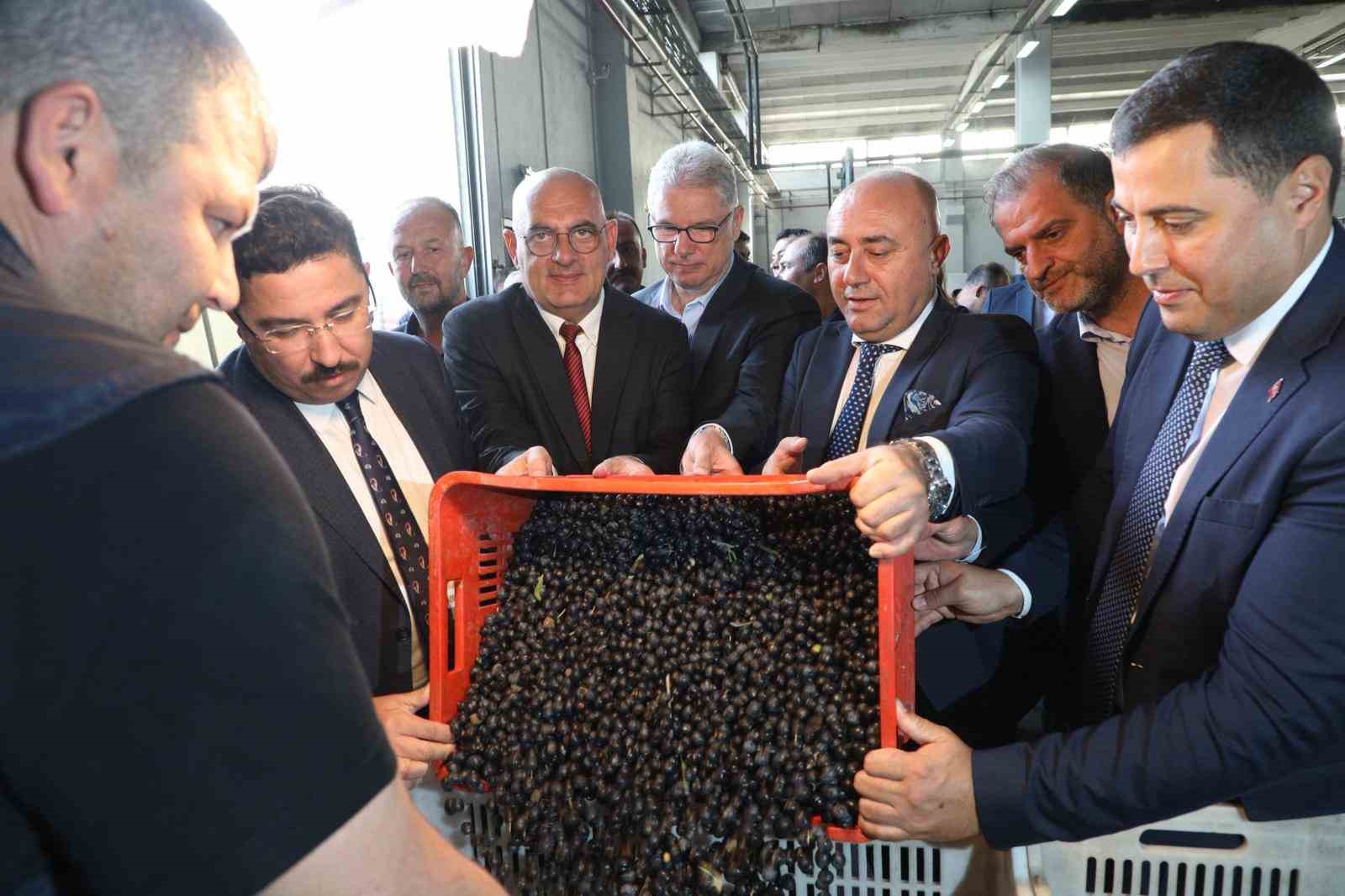 zeytin hasadi basladi marmarabirlikten 70 bin tonluk alim ve 50 milyon dolarlik ihracat hedefi 35tsj1cU