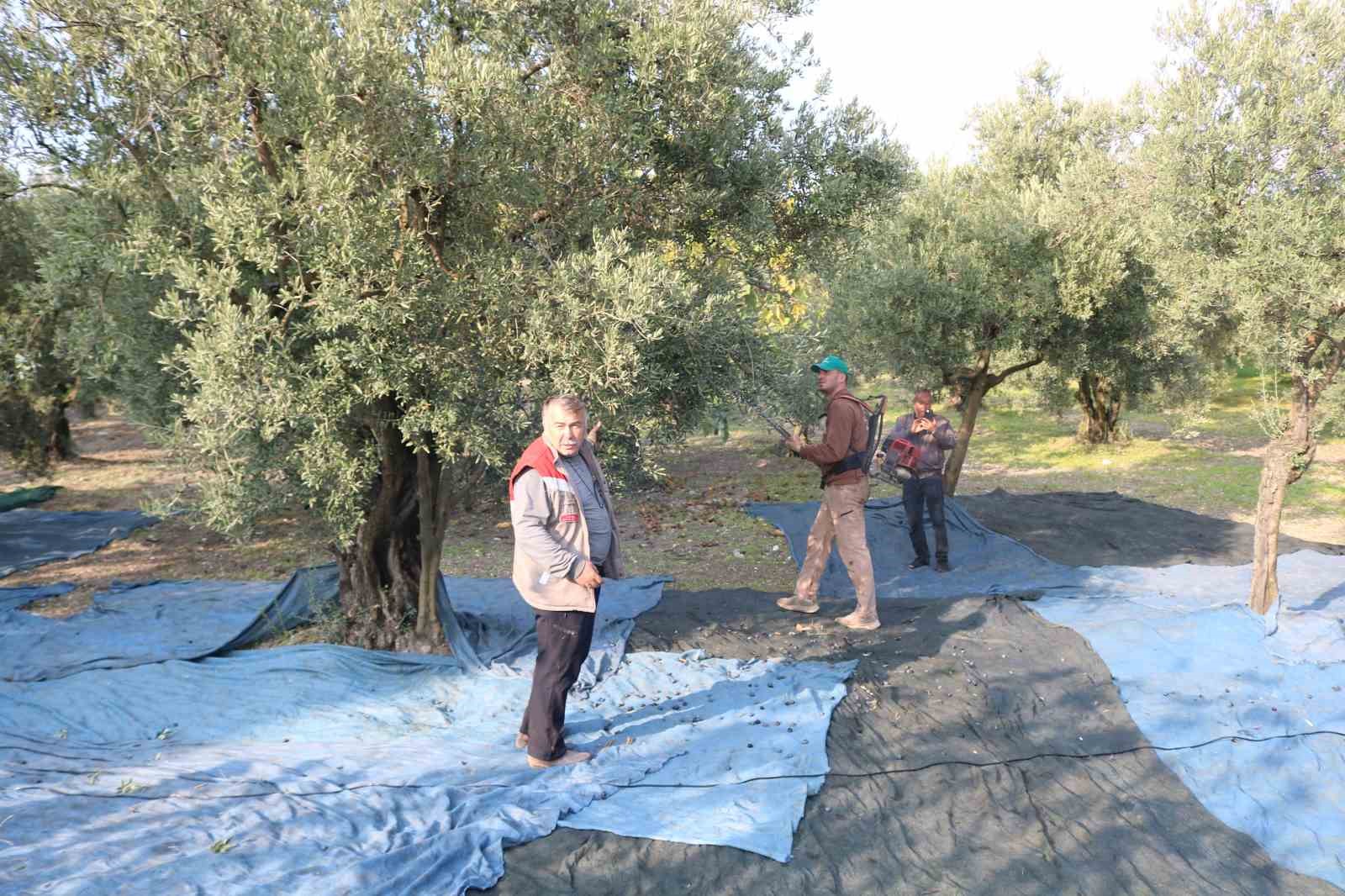 zeytin hasadi basladi marmarabirlikten 70 bin tonluk alim ve 50 milyon dolarlik ihracat hedefi 3YXAgHqc