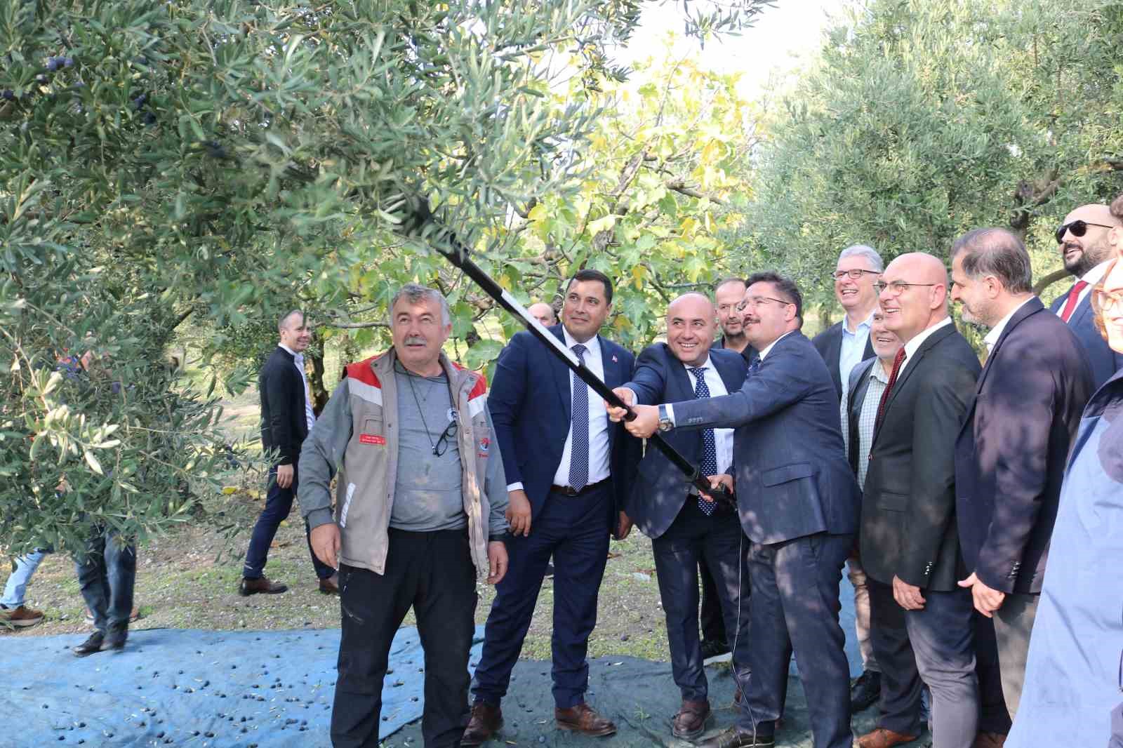 zeytin hasadi basladi marmarabirlikten 70 bin tonluk alim ve 50 milyon dolarlik ihracat hedefi 9UWCDuva