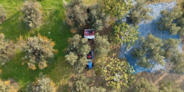 zeytin-hasadi-basladi-marmarabirlikten-70-bin-tonluk-alim-ve-50-milyon-dolarlik-ihracat-hedefi-AmiJeLQ4.jpg